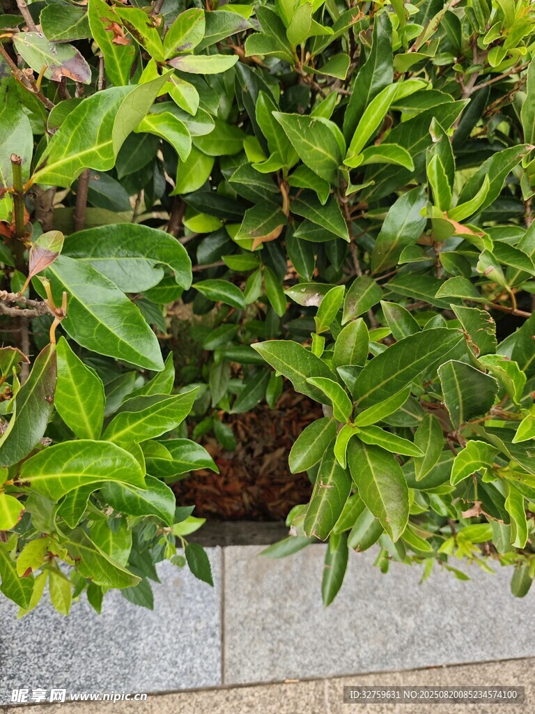 绿叶繁茂的绿植景观