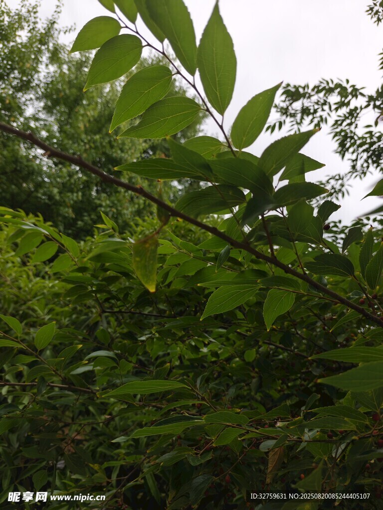 繁茂绿叶的自然景象
