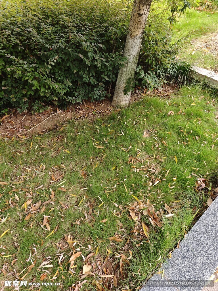路边草地与绿植景观