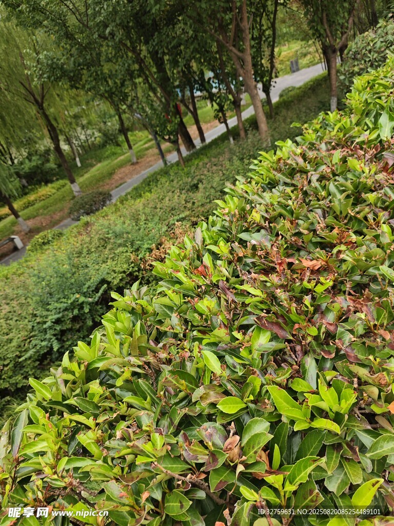 绿意盎然的园林植物景观