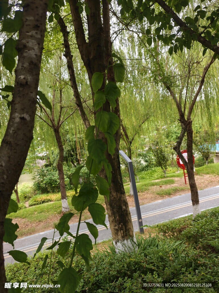 林间绿意小道
