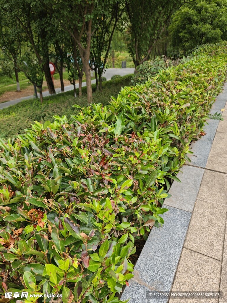 路边多彩绿植景观