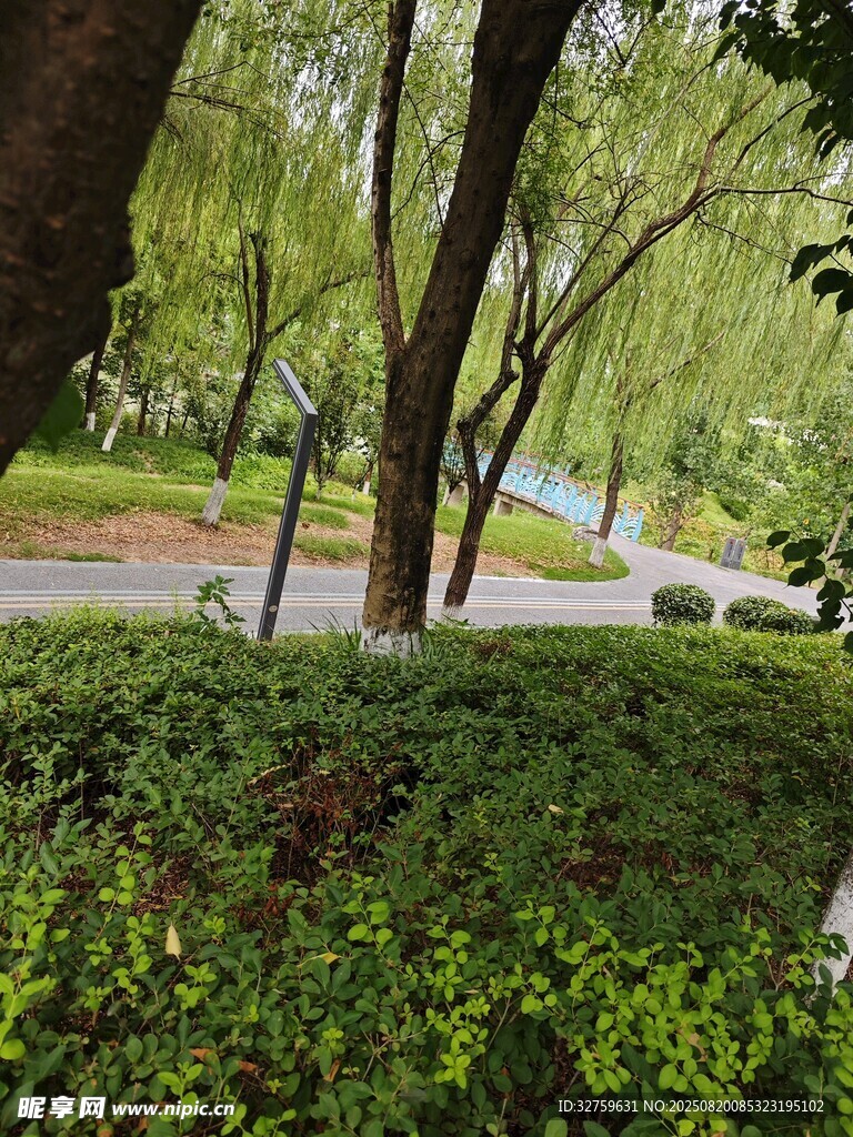 公园绿意盎然的林荫景致