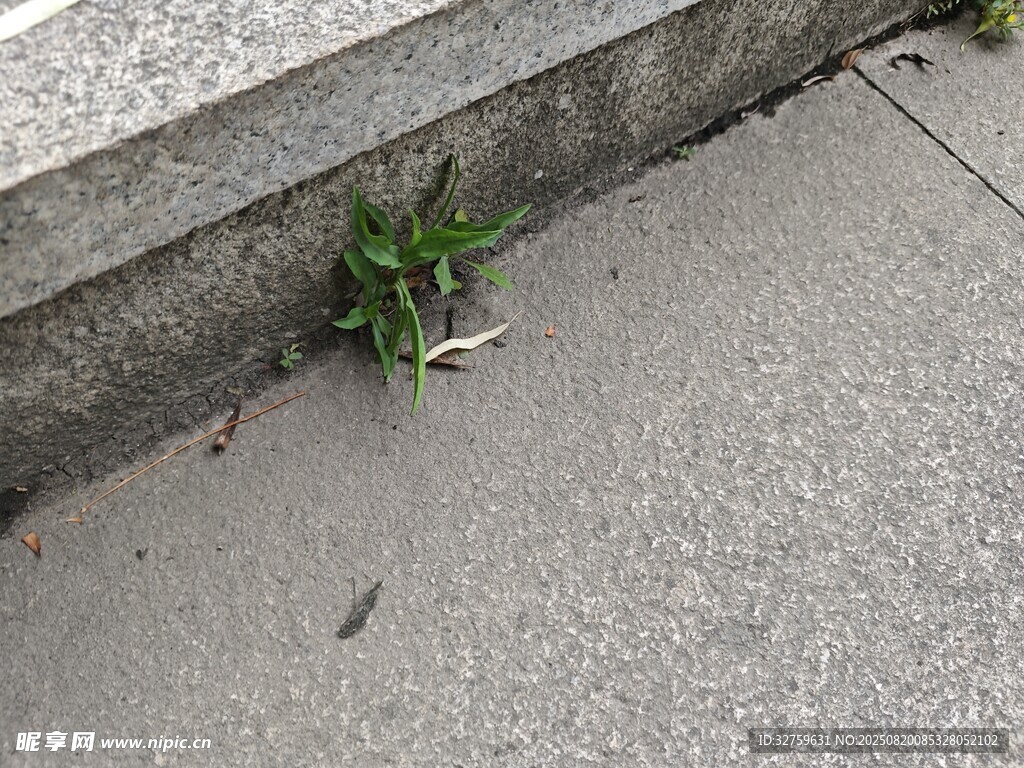 石缝中顽强生长的小草