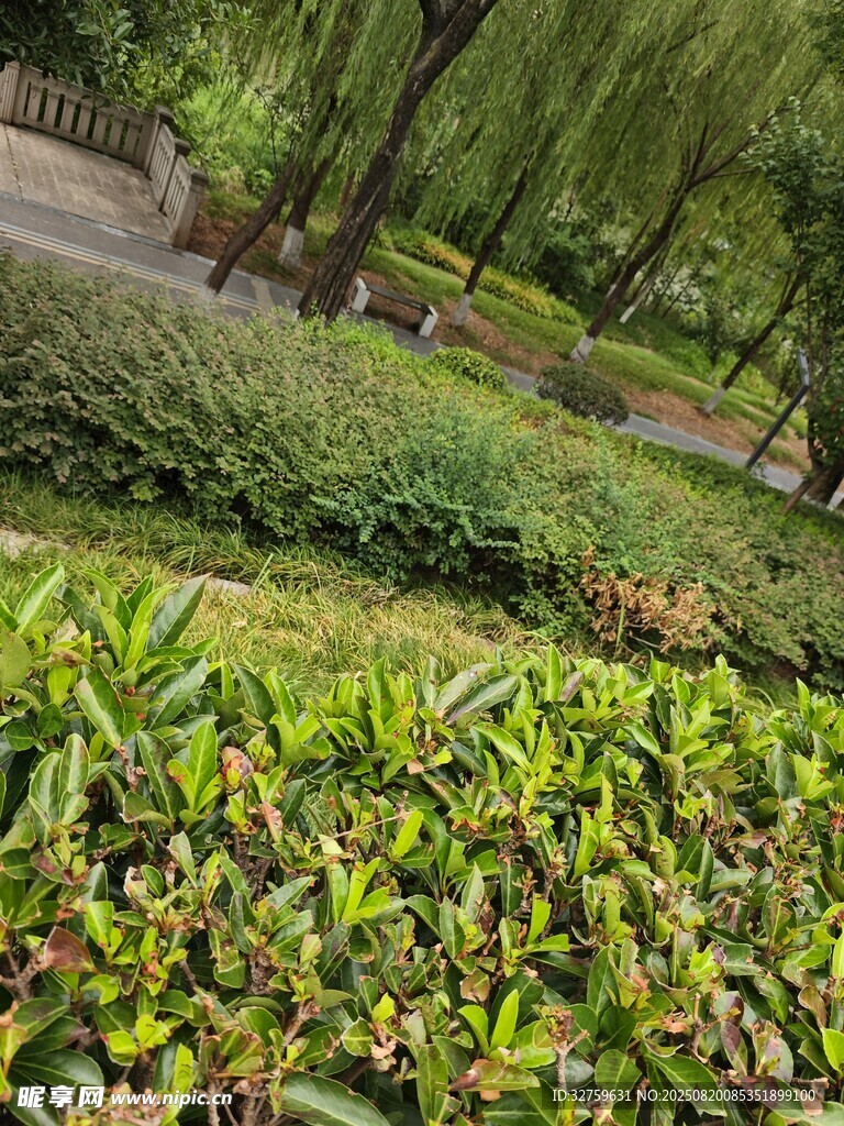 绿意盎然的园林景观
