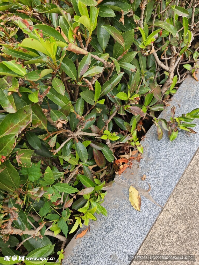 路边绿植与落叶景象