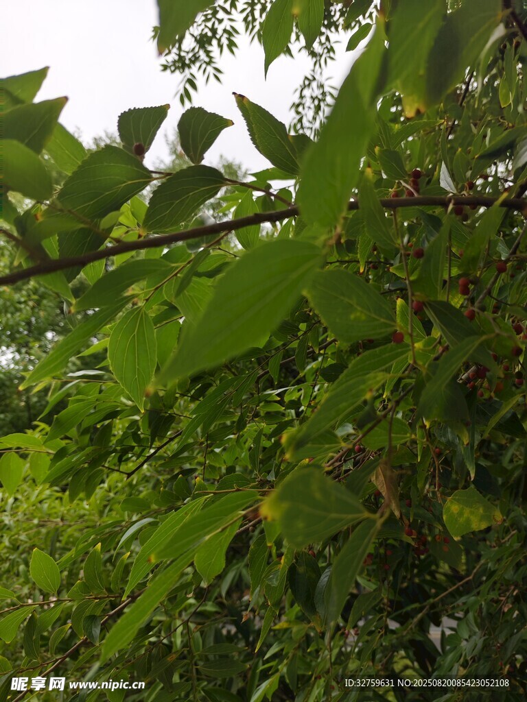 繁茂绿叶的自然景象