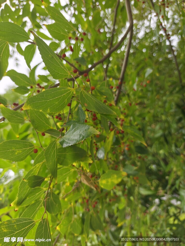 翠绿枝叶下的繁茂景象