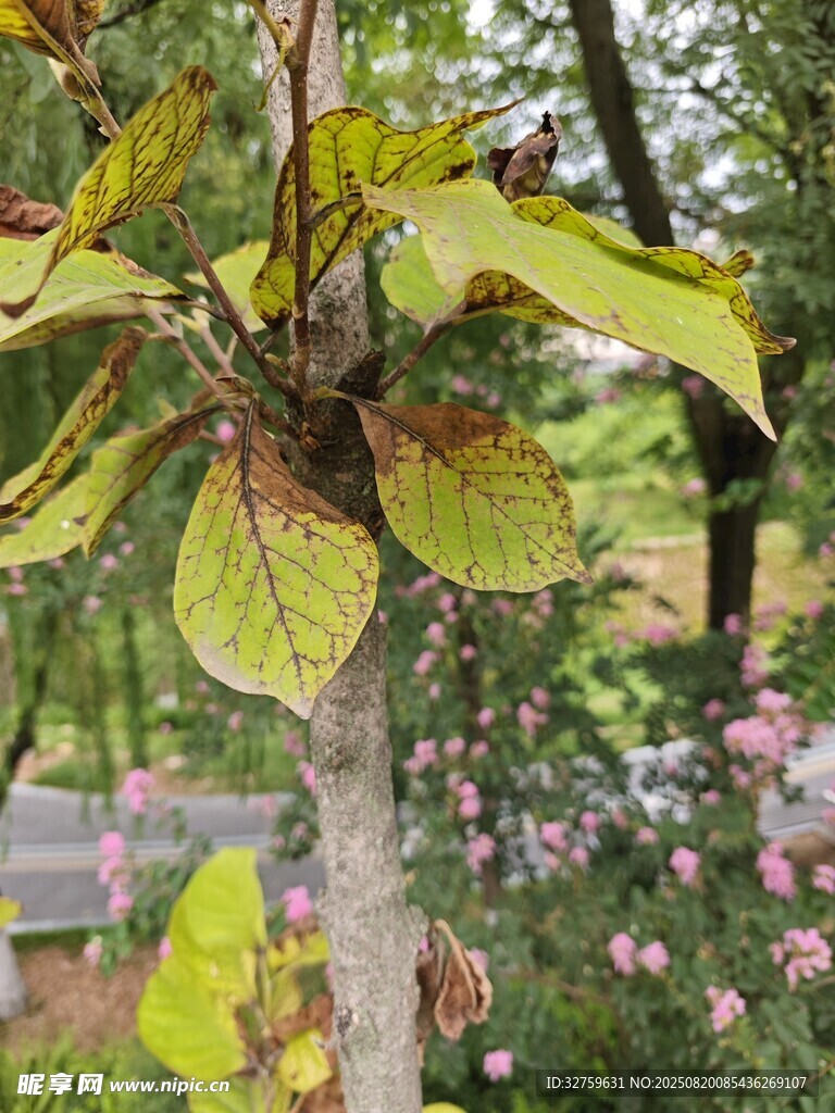 枝头绿叶与繁花相映