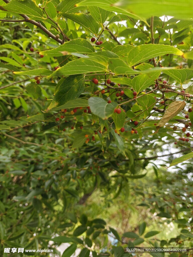 绿叶间的繁茂植物景象