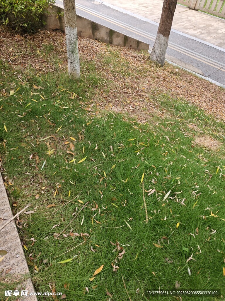 路边草地景象