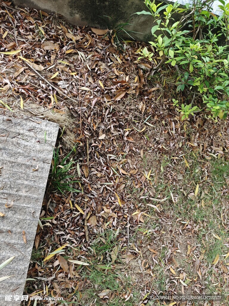 地面落叶与绿植景观