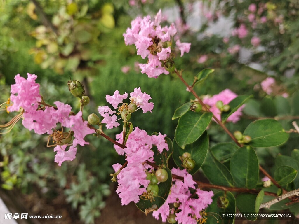 粉色繁花绿植盆栽景观
