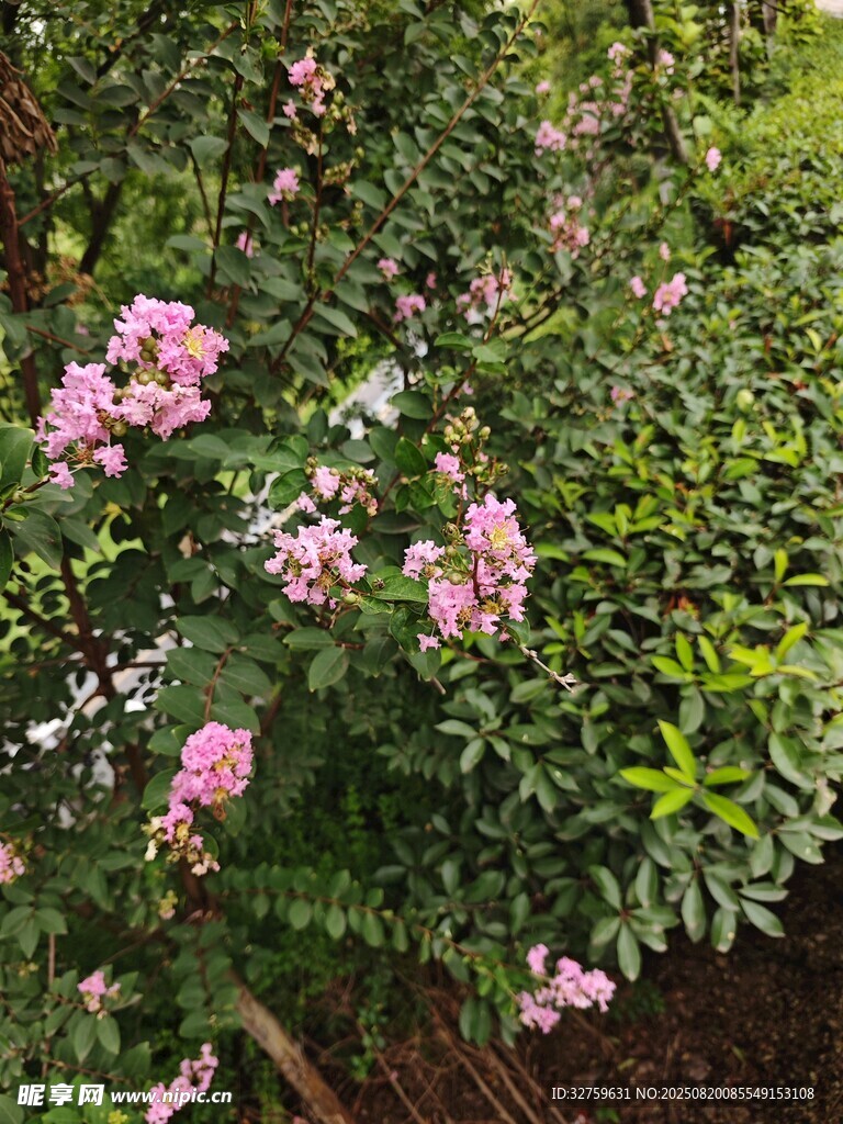 粉色繁花盛开的绿植景观
