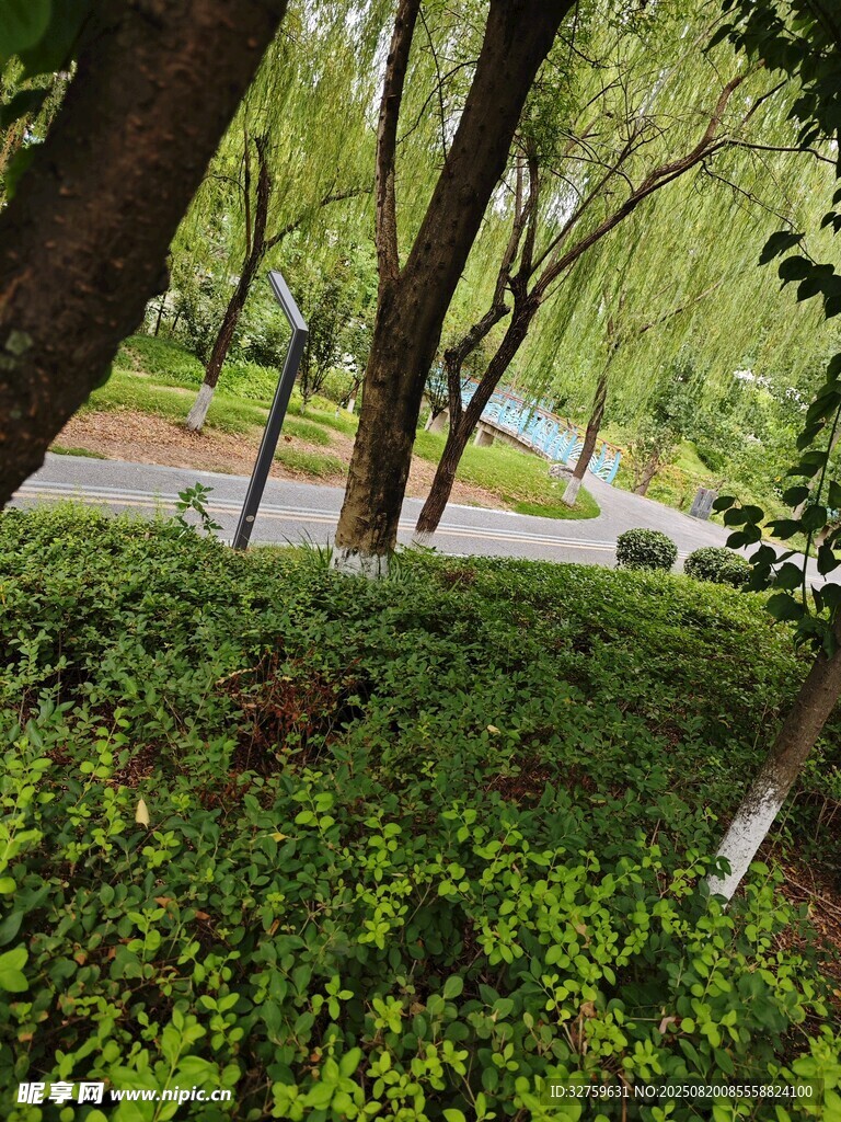 林间绿意盎然的景致