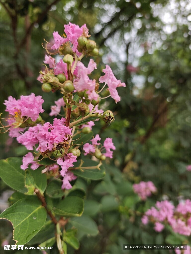绽放的粉色紫薇花