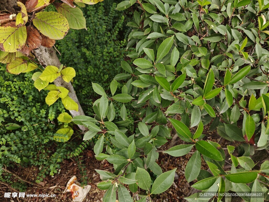 绿叶繁茂的植物景观