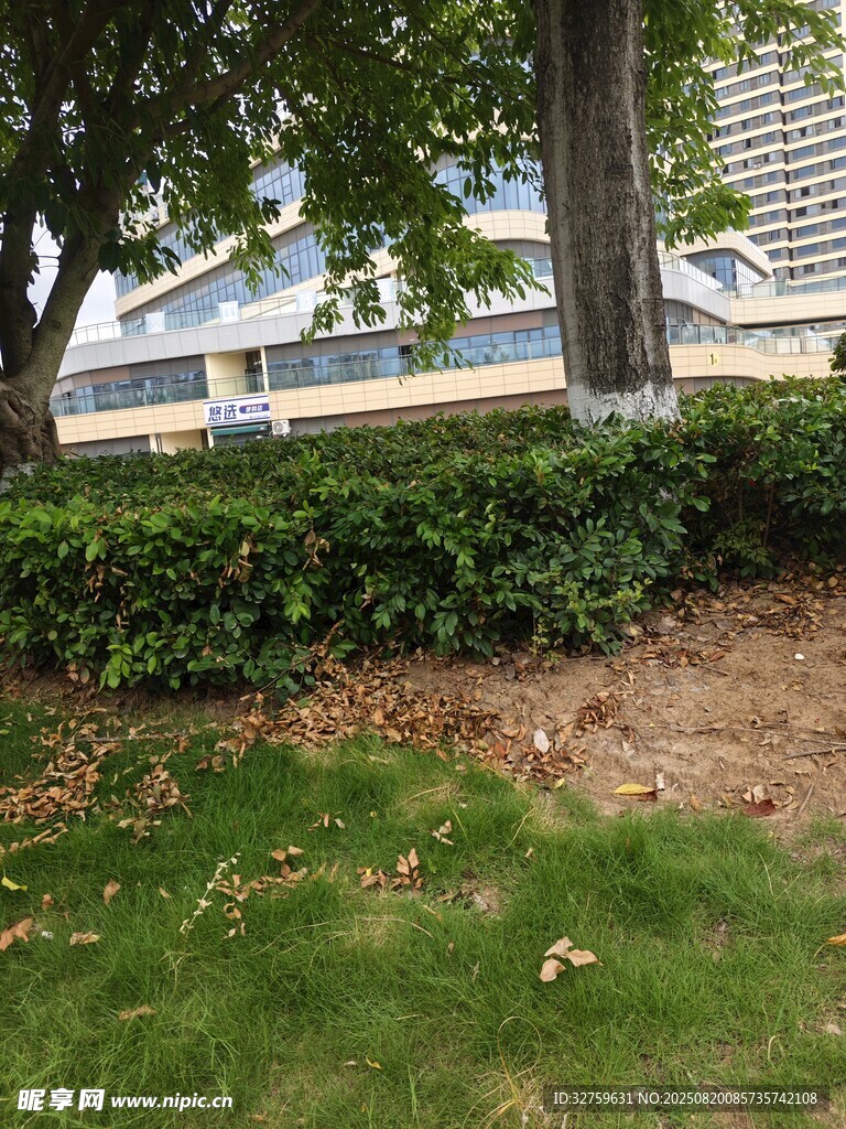 城市中葱郁的绿植景观
