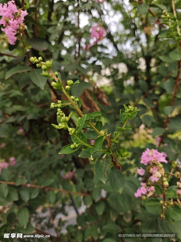 粉色小花绽放绿叶间