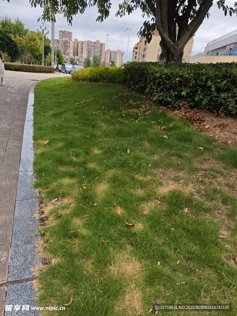 路边翠绿草坪与树木景观