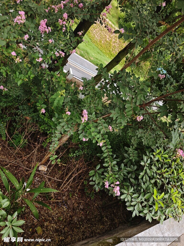 庭院绿植花卉景致