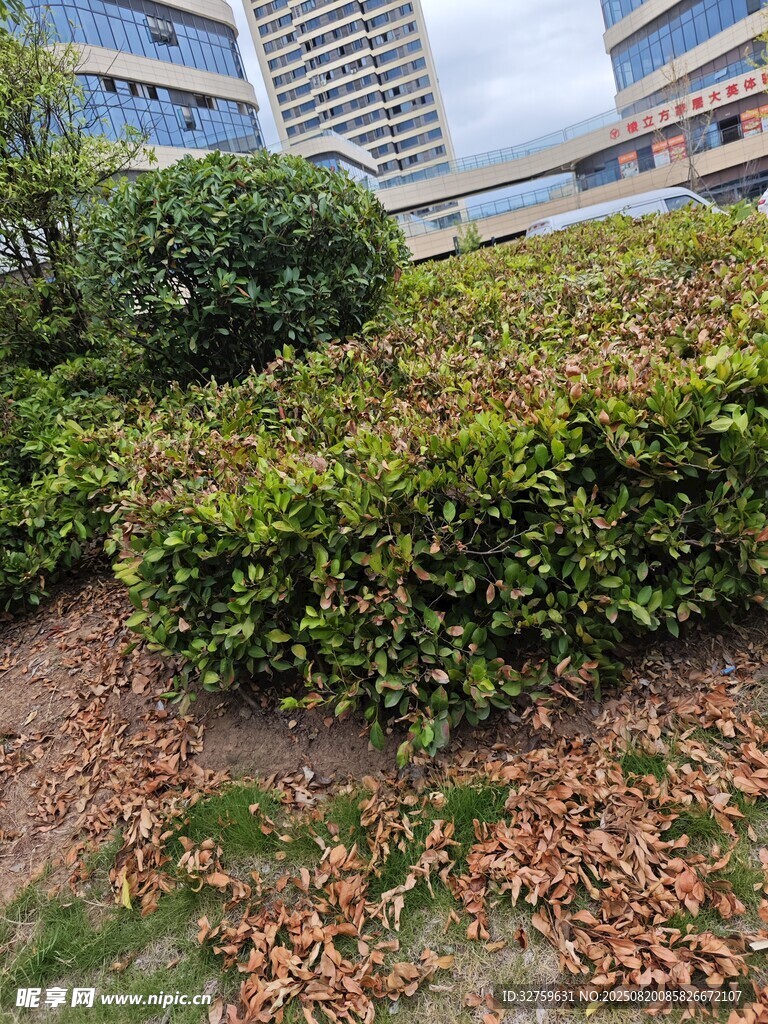 城市中繁茂的绿植景观