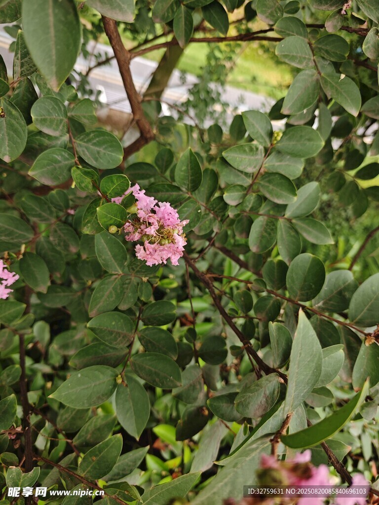 绿叶丛中的粉嫩花朵
