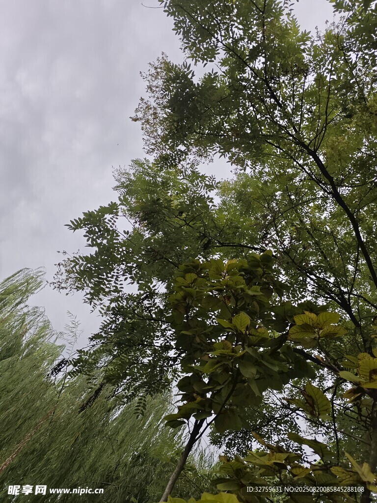 雨中葱郁树木