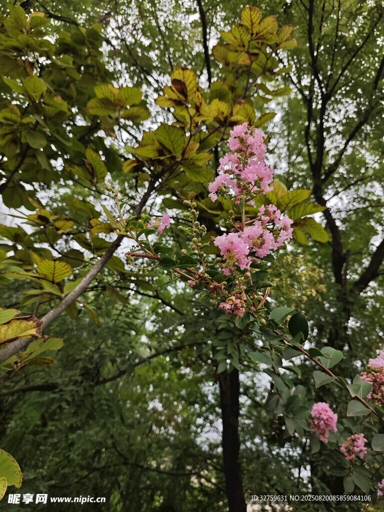 枝头绽放的粉色美丽花朵