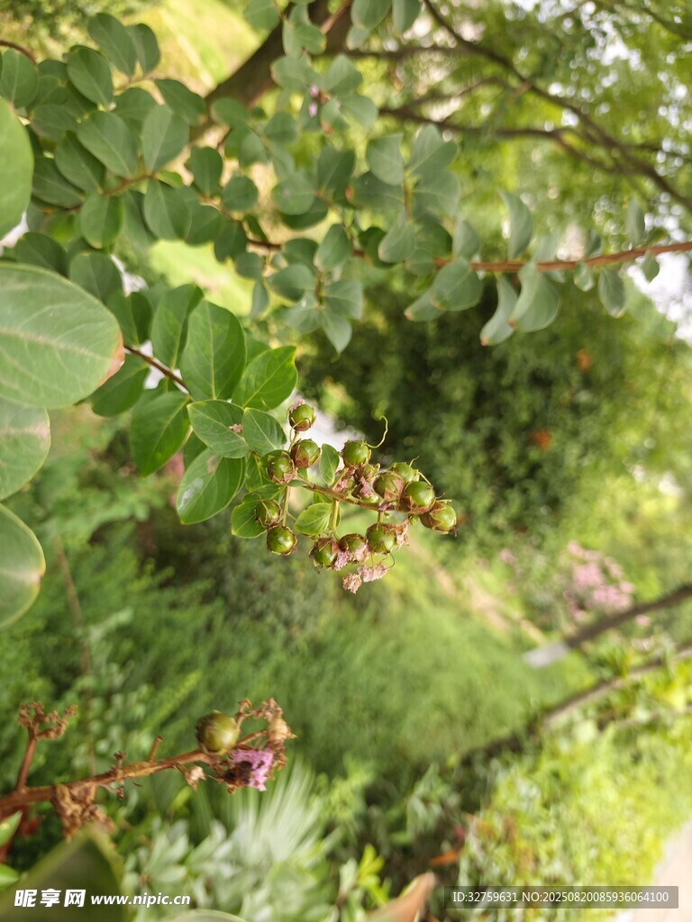 绿意盎然的自然植物景观