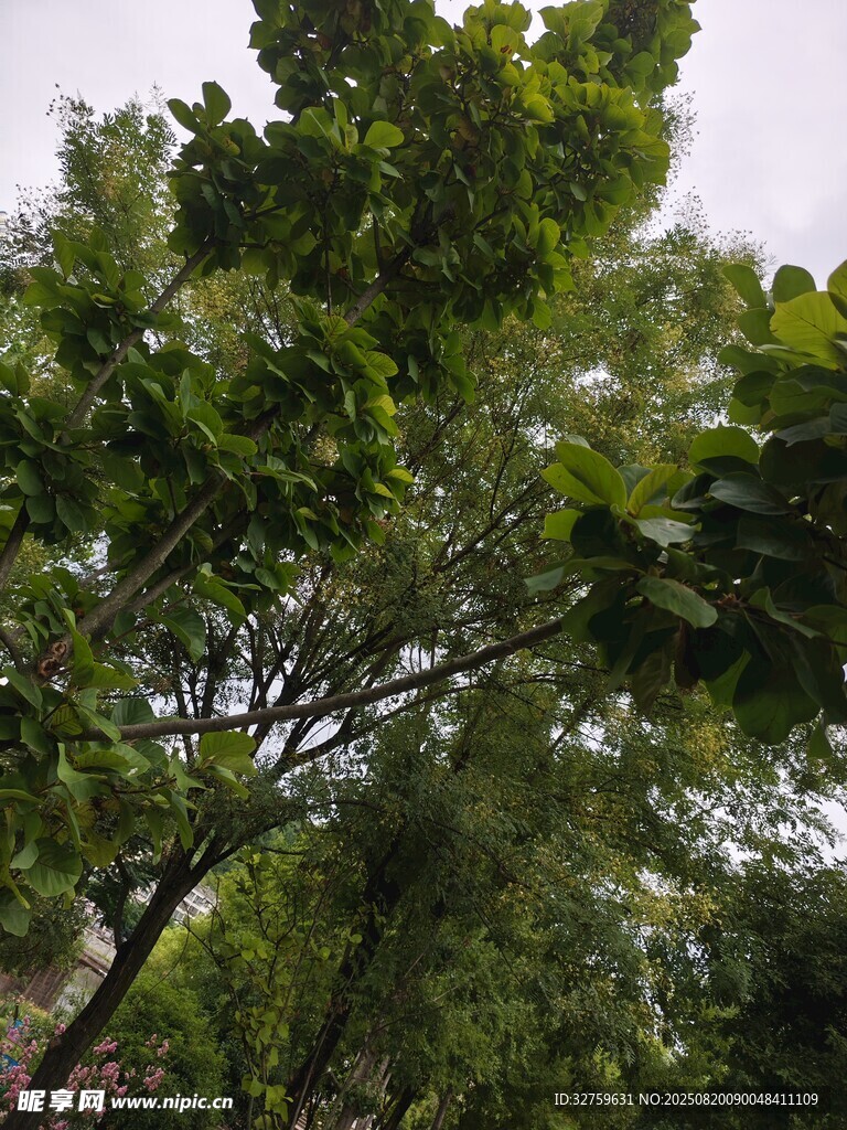 仰视繁茂绿树美景