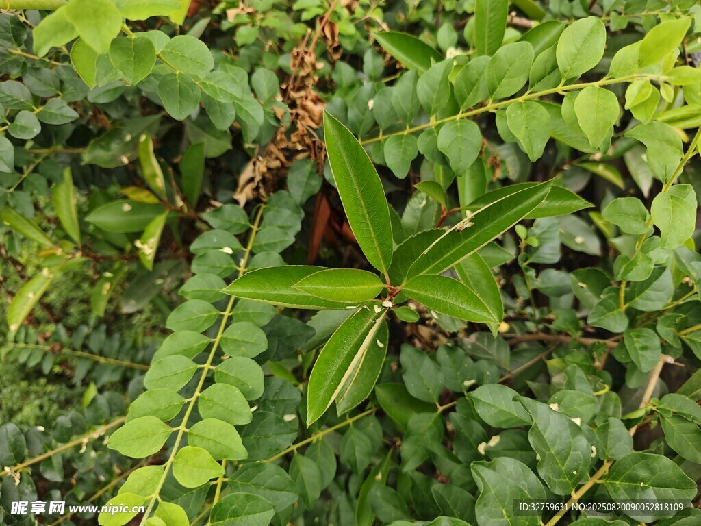 翠绿植物展现自然生机