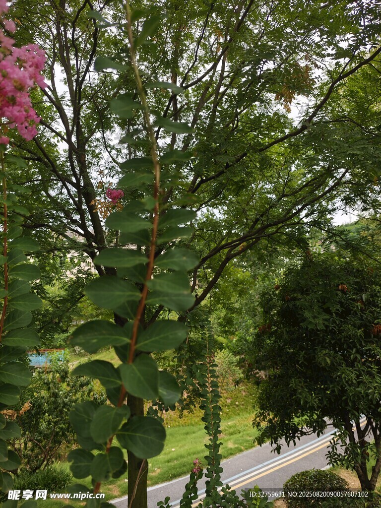 路边繁茂绿植景观