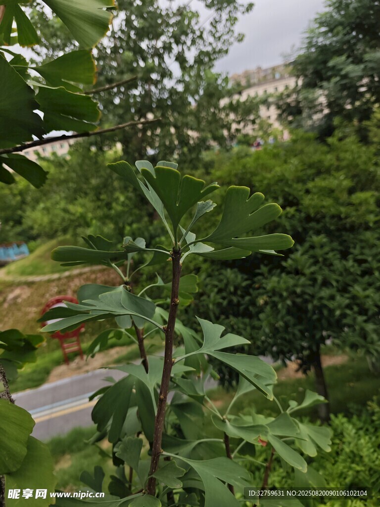 窗外绿意盎然的自然景致