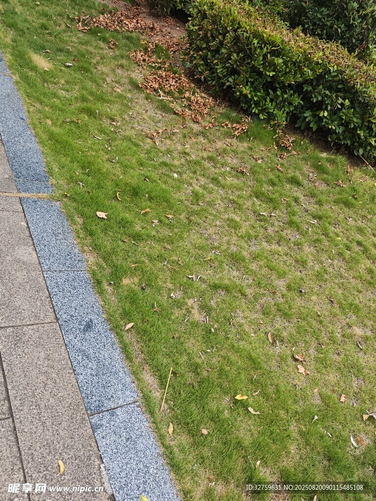 路边整齐的草坪与绿植