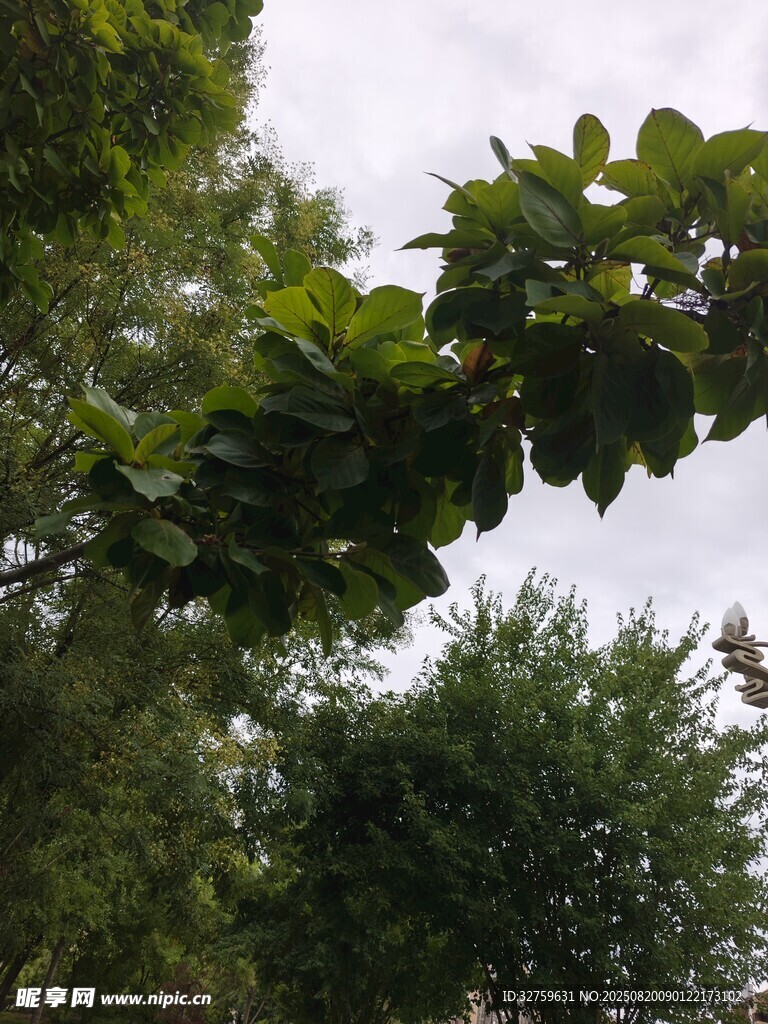 枝叶繁茂的绿树景观