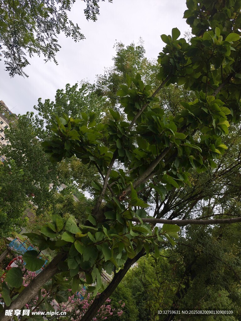 茂密树林中的高大树木