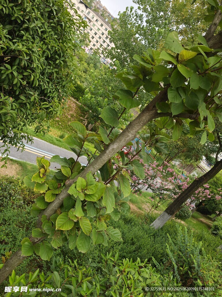 藤蔓植物生长于绿意环境