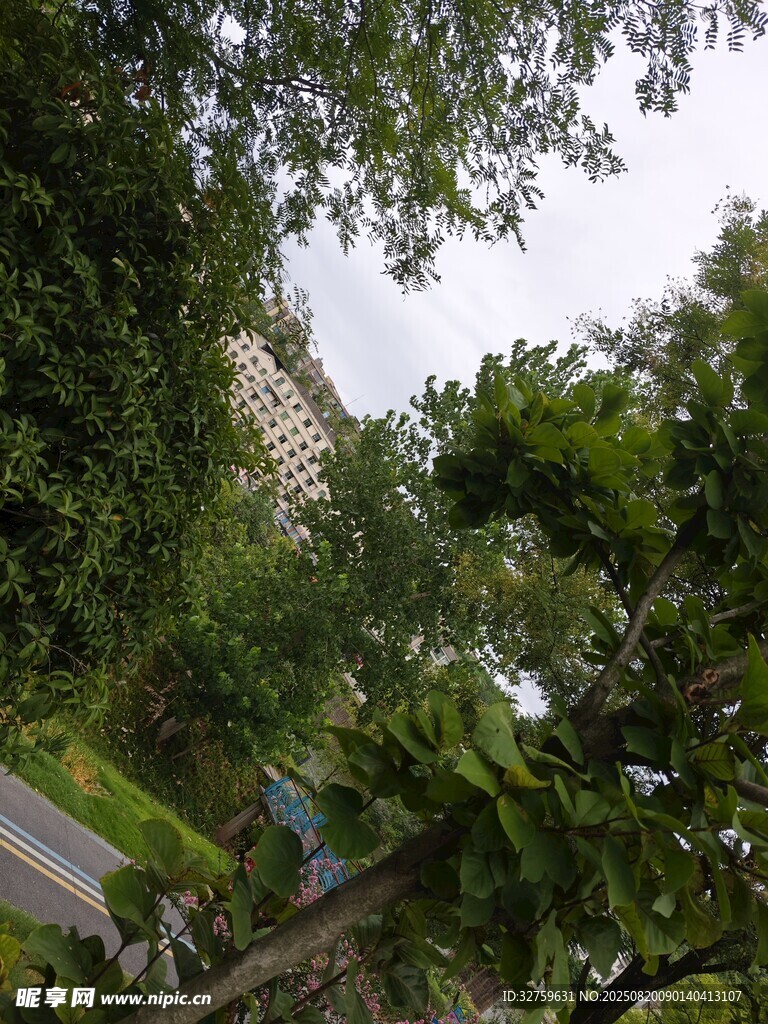 绿树掩映下的城市景致