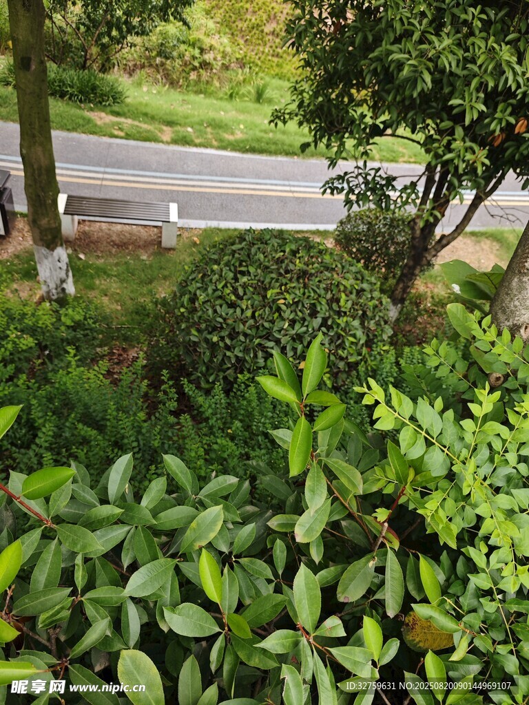 路边绿意盎然的植物景观