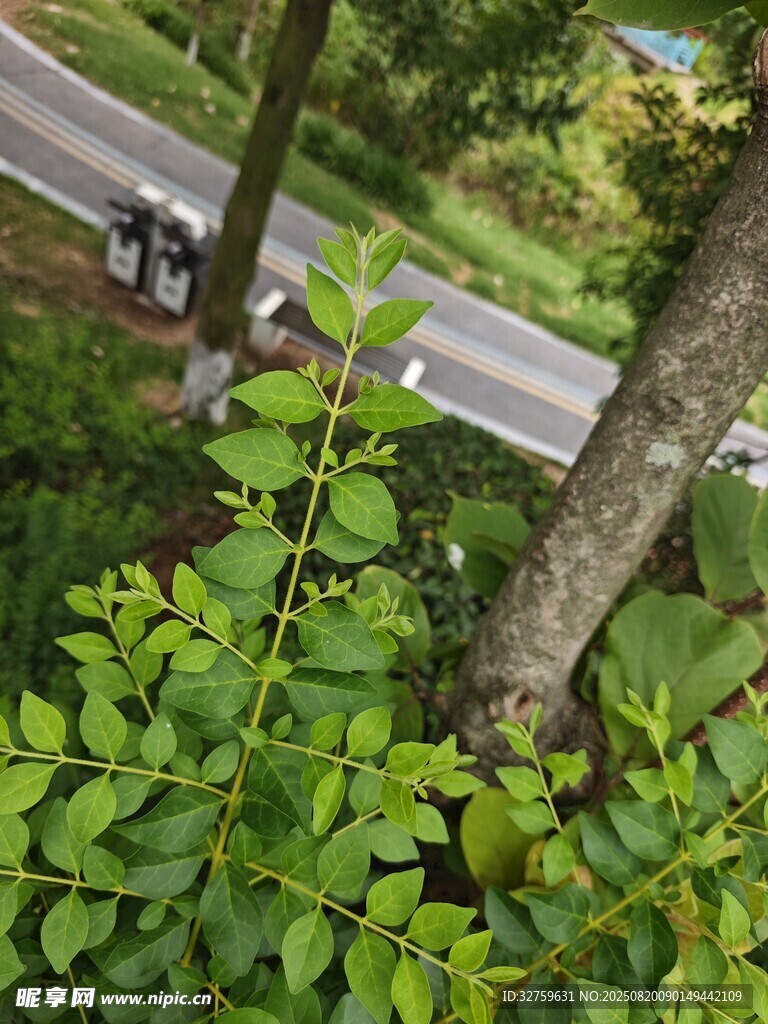 路边绿树与车辆景象