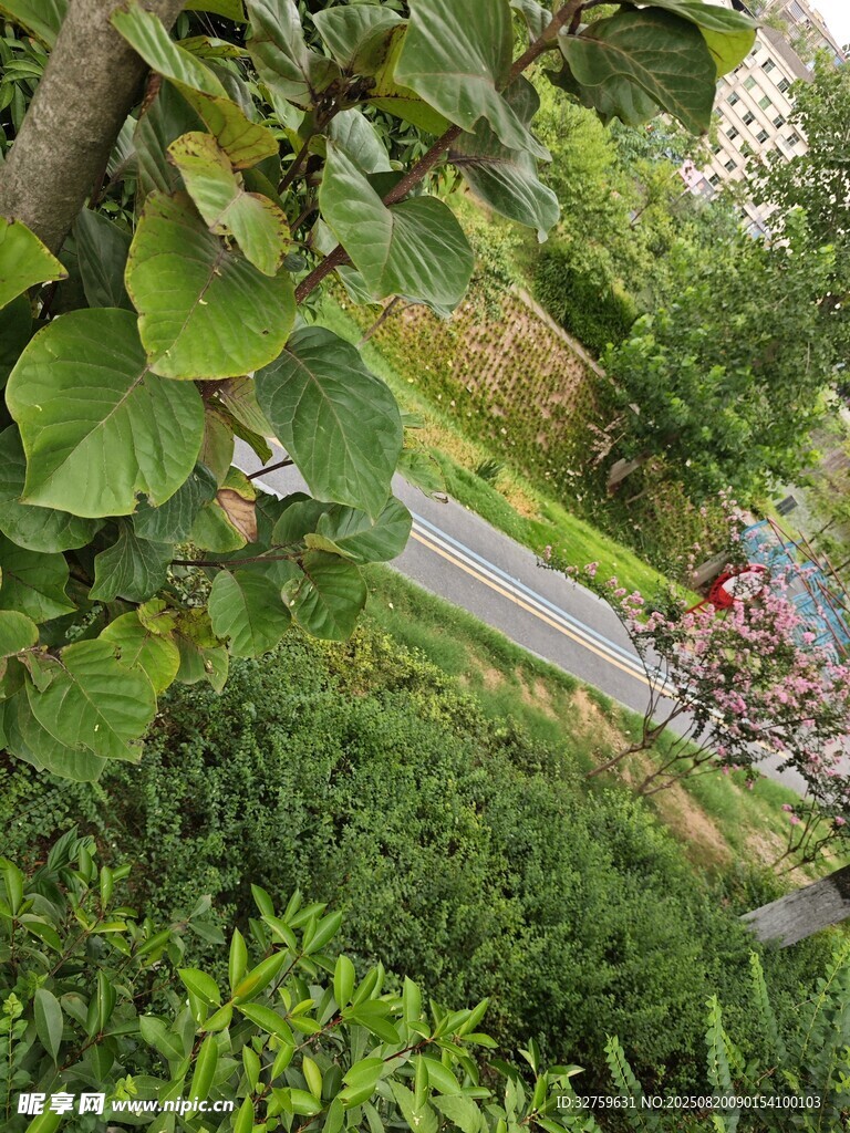 绿叶掩映下的户外小径