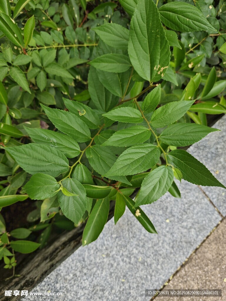 路边的翠绿植物
