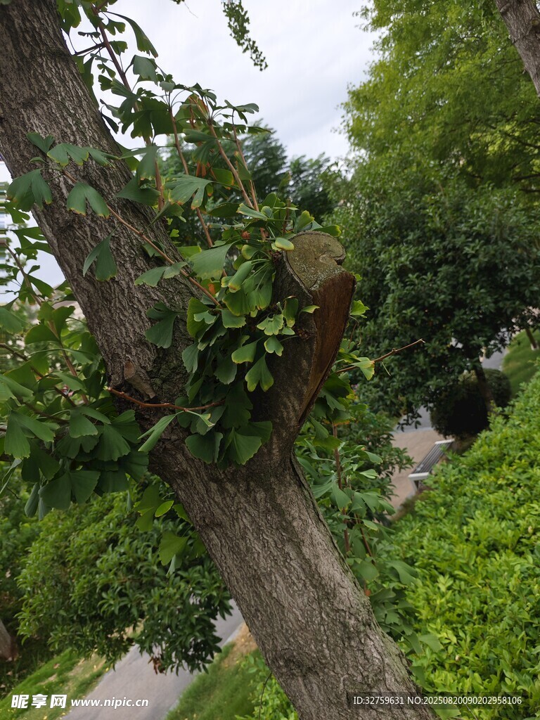 树干上的绿植与自然景致