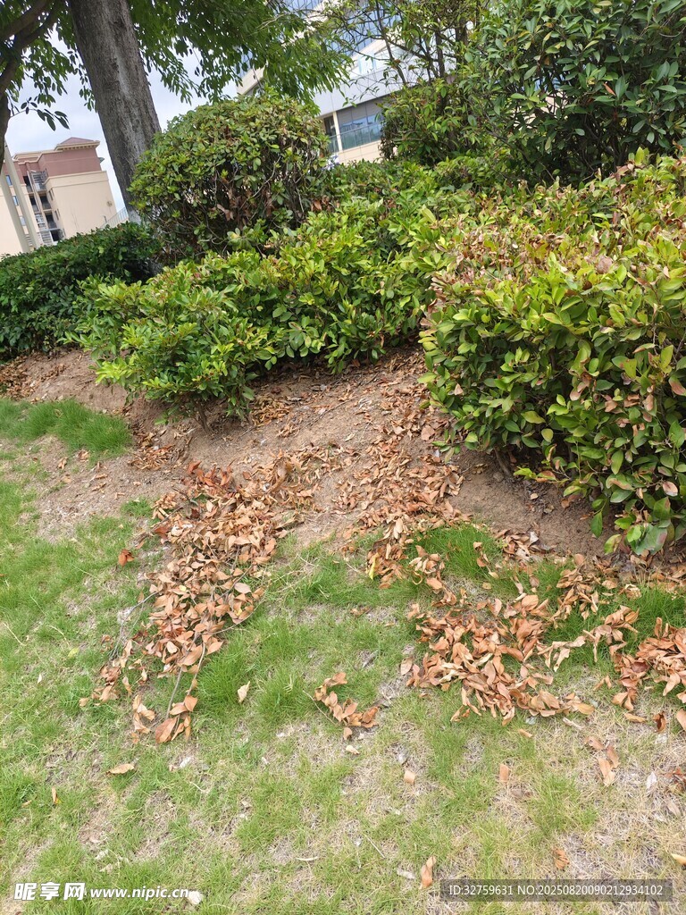草地落叶与绿植景观