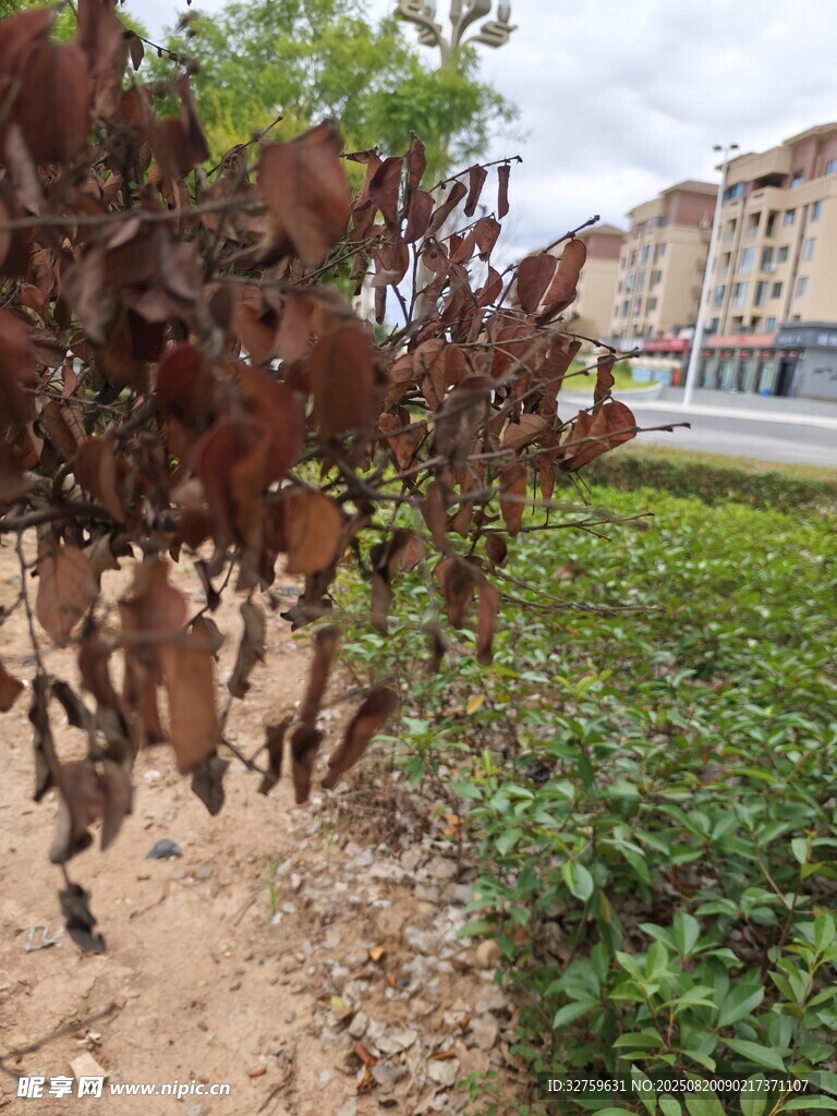 红叶植物与周边景致