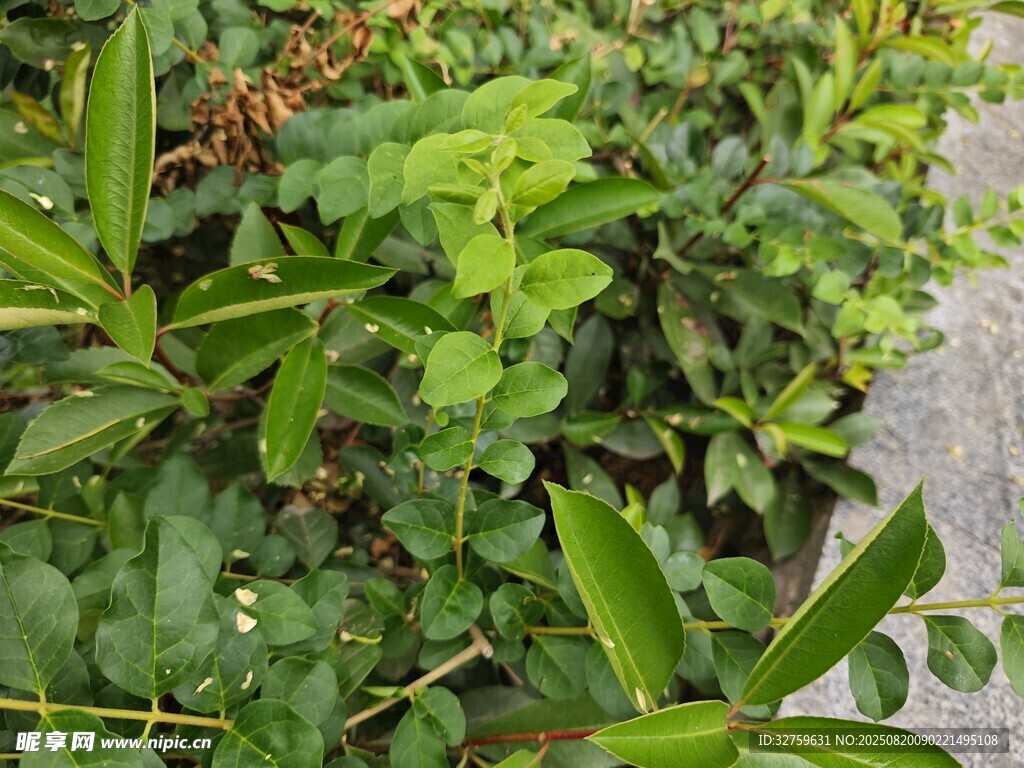 翠绿繁茂的植物景观