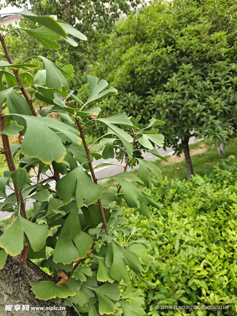 路边繁茂绿植景观
