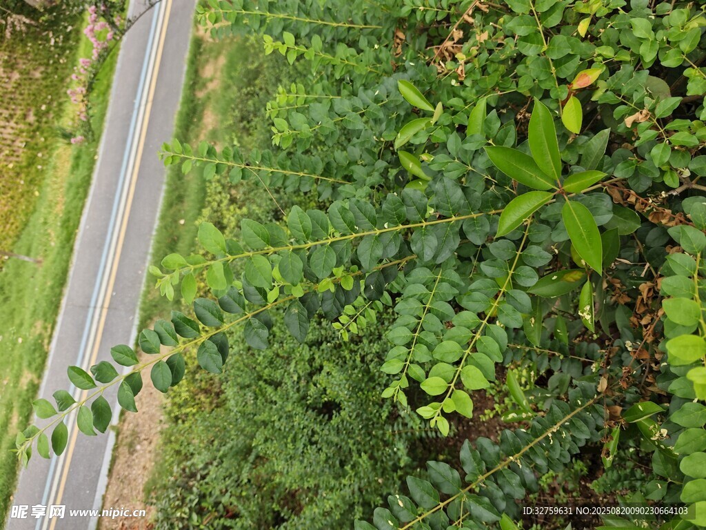 俯瞰绿意中的蜿蜒公路