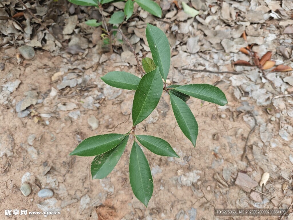 地面上的绿色植物枝叶